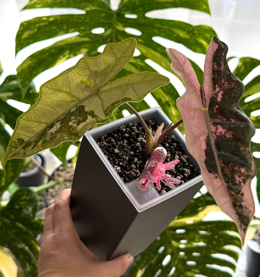 Panaschierung bei Alocasien – Experiment, Tipps & Pflege