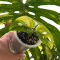 Monstera Adansonii Aurea Online Schweiz