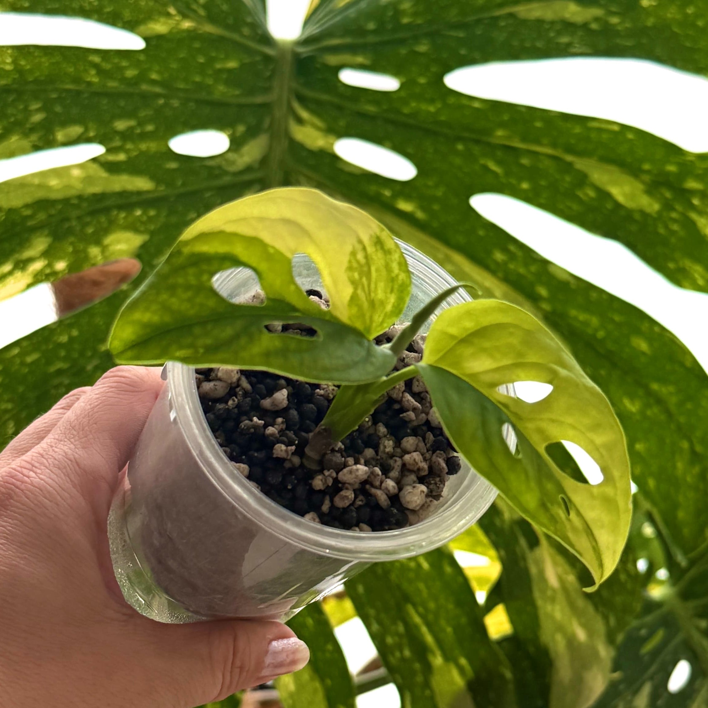 Monstera Adansonii Aurea Online Schweiz
