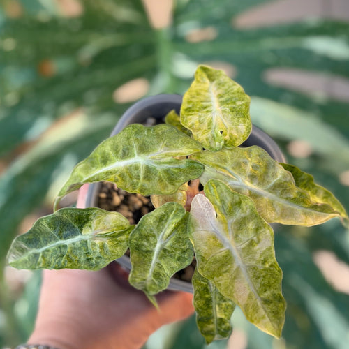 Alocasia Amazonica Tricolor Schweiz