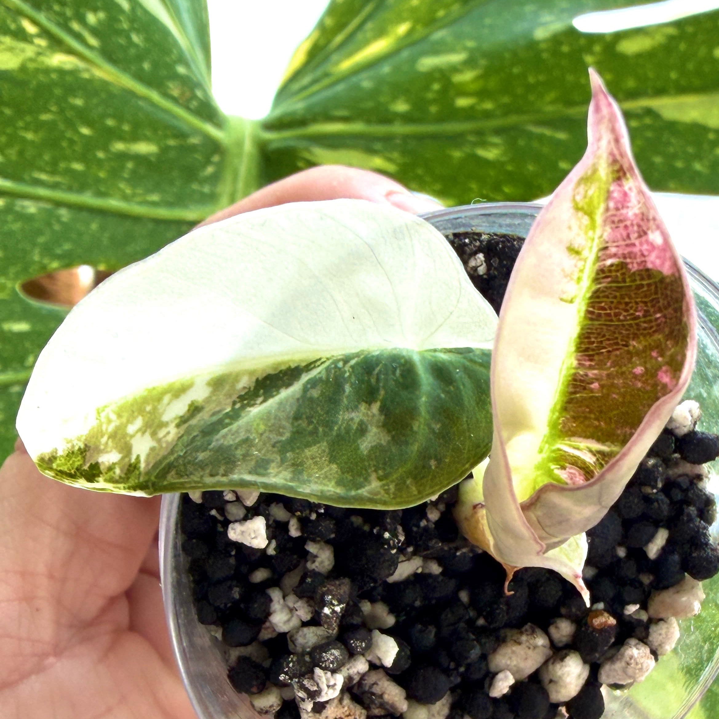 Alocasia Black Velvet ink Variegata 2c