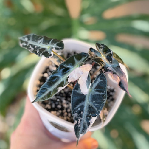 Alocasia Bambino Pink Variegata Schweiz