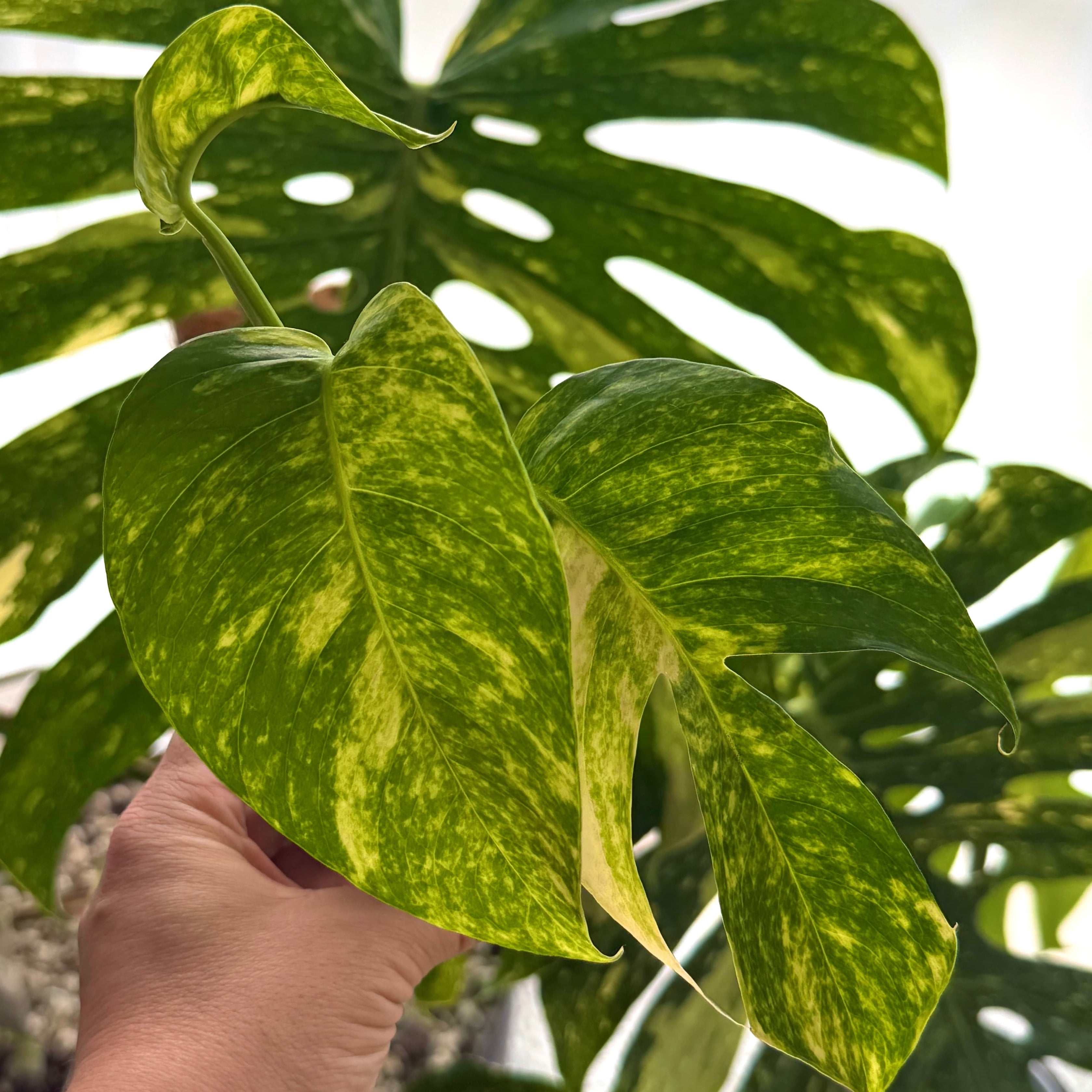 Epipremnum Pinnatum Cintho Goldfinger Online Schweiz