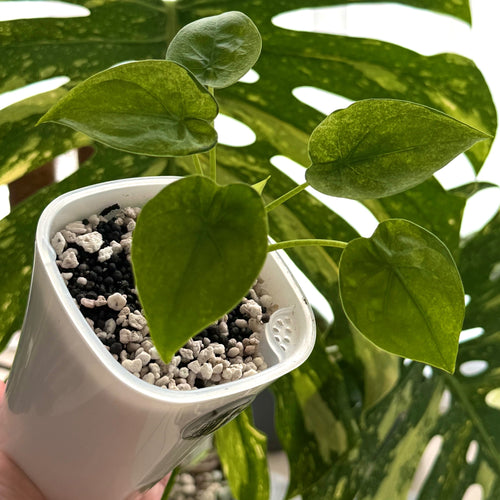 Alocasia Cucullata Mint Variegata nlite Schweiz 