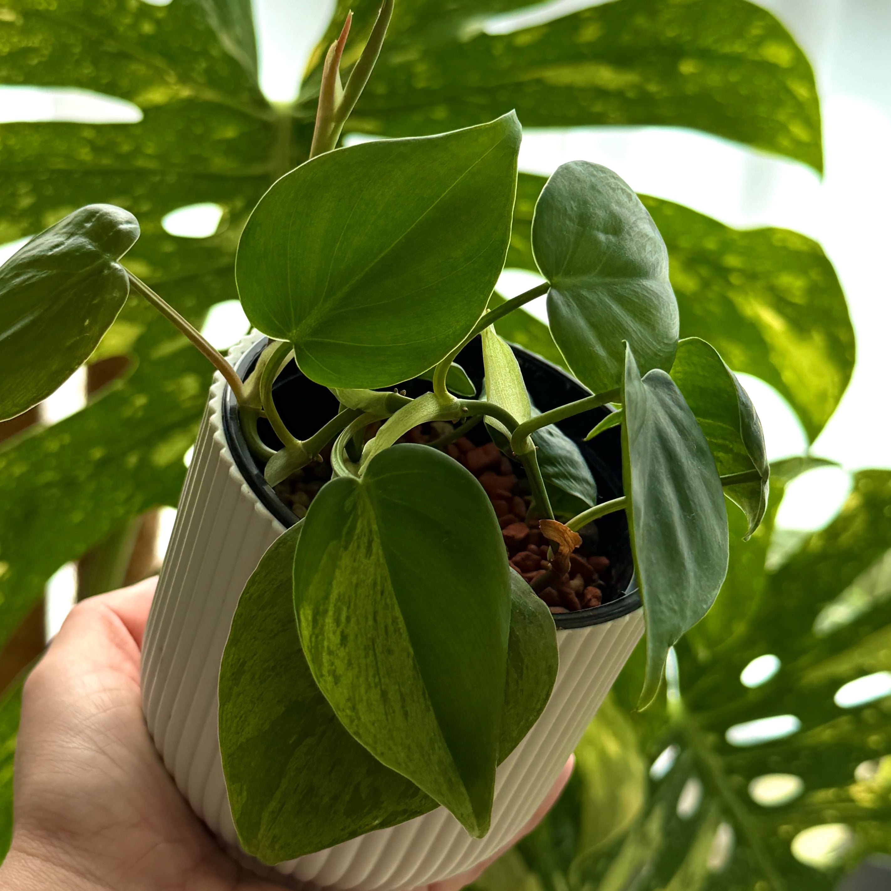Philodendron Hed. Oxycardium Variegata Online Schweiz