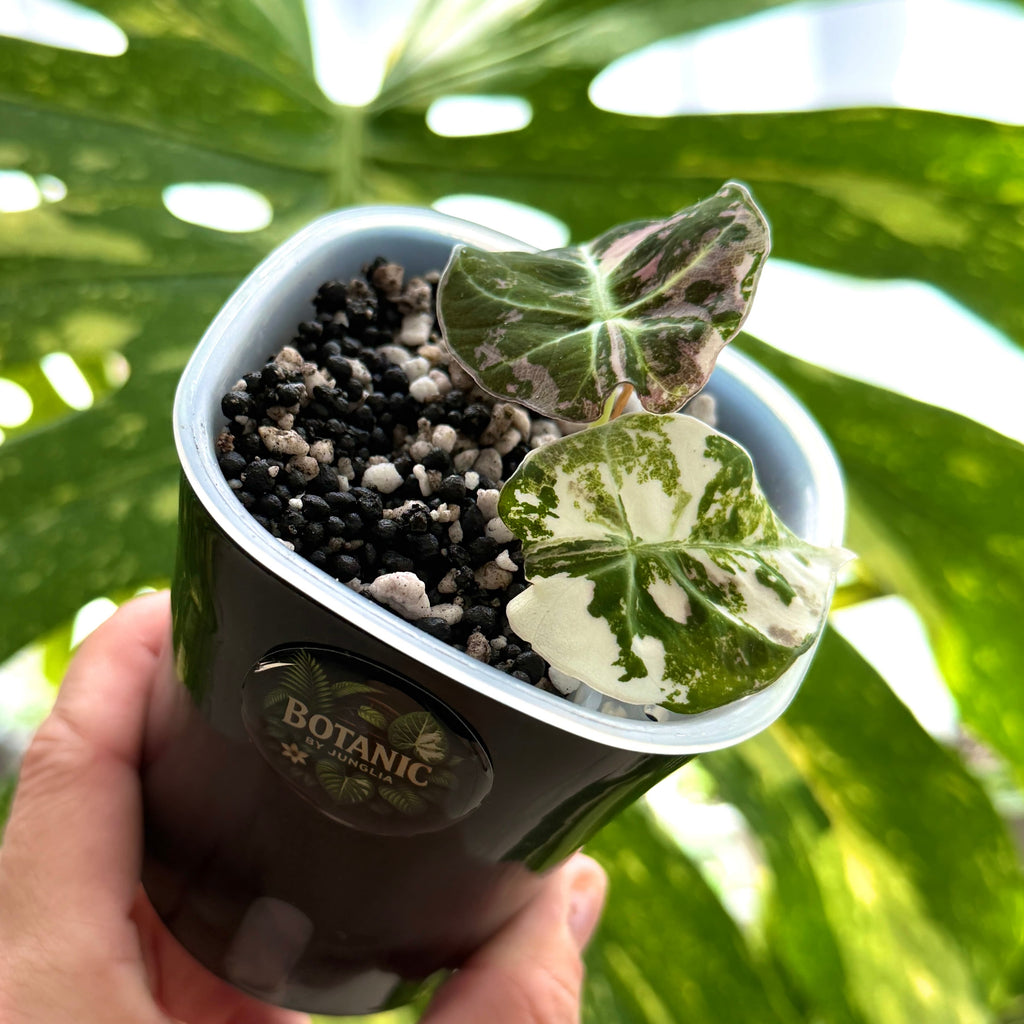Alocasia Black Velvet Pink Schweiz a