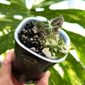 Alocasia Black Velvet Pink Schweiz a