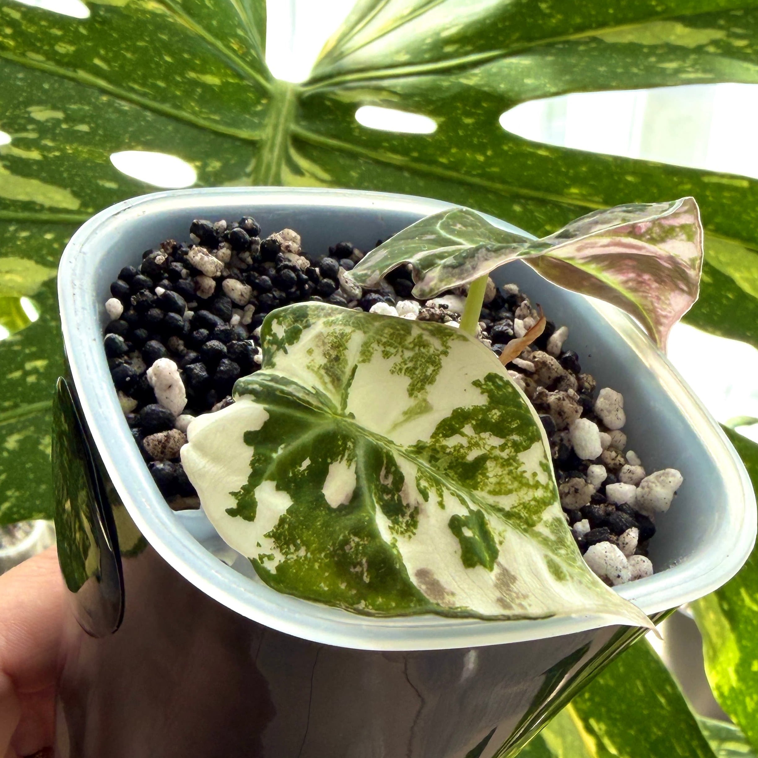 Alocasia Black Velvet Pink Variegata c