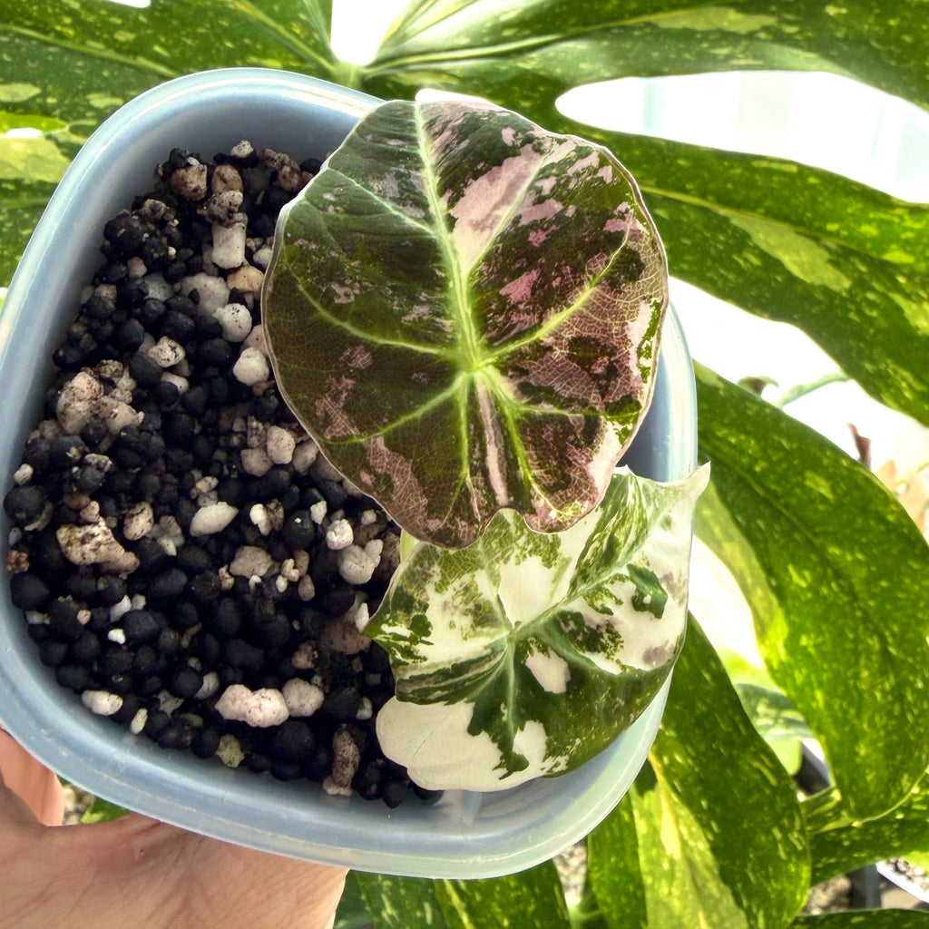 Alocasia Black Velvet Pink Variegata Schweiz c