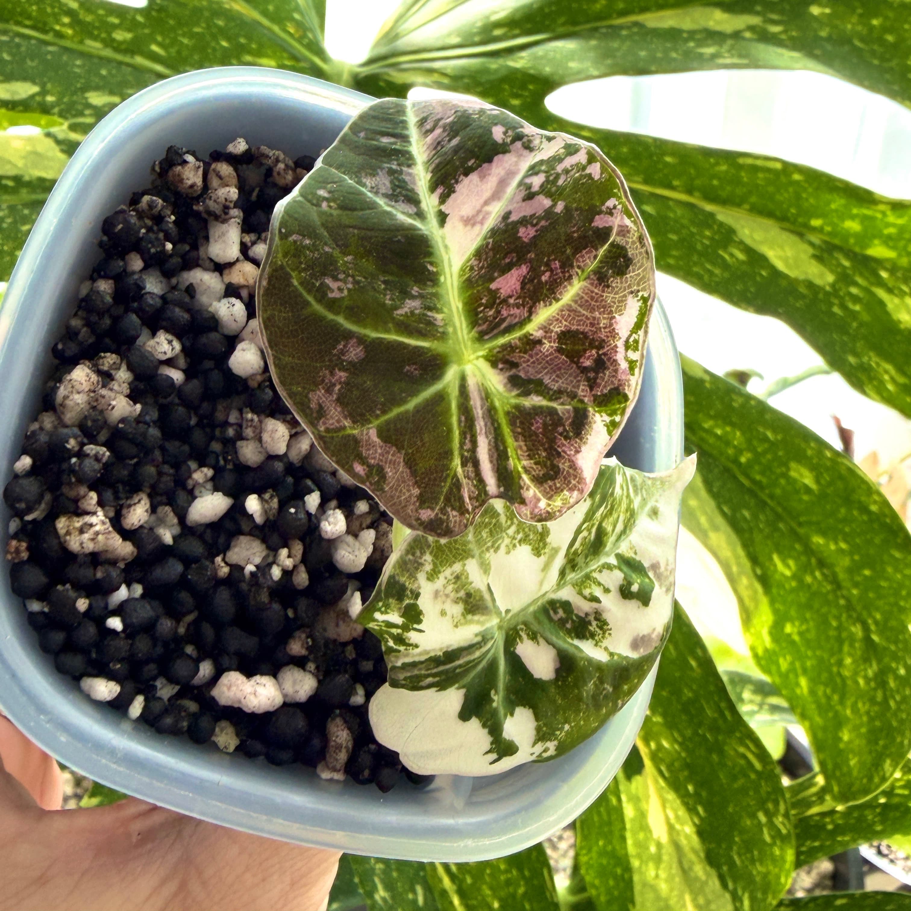 Alocasia Black Velvet Pink Variegata Schweiz c