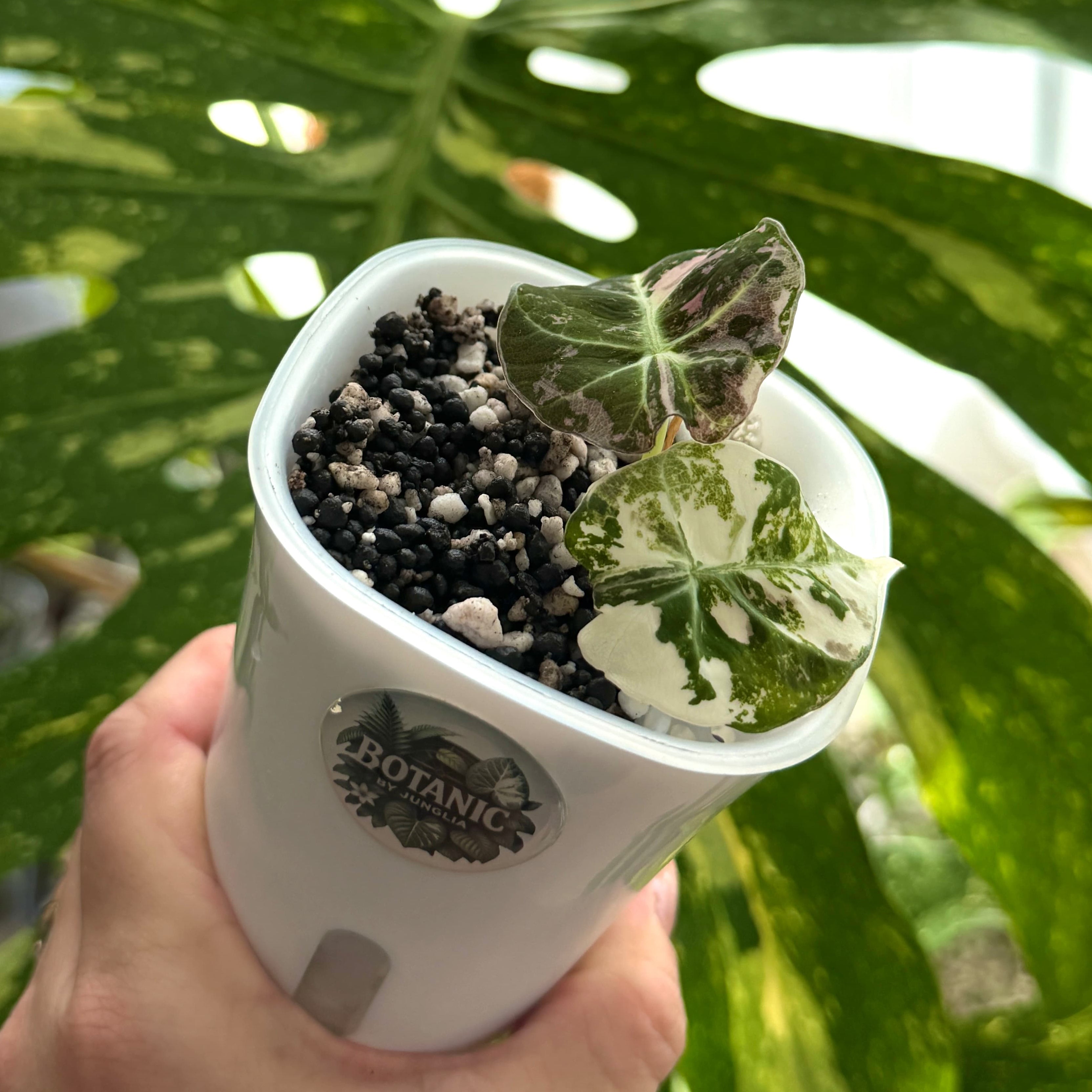 Alocasia Black Velvet Pink Variegata chweiz Online b