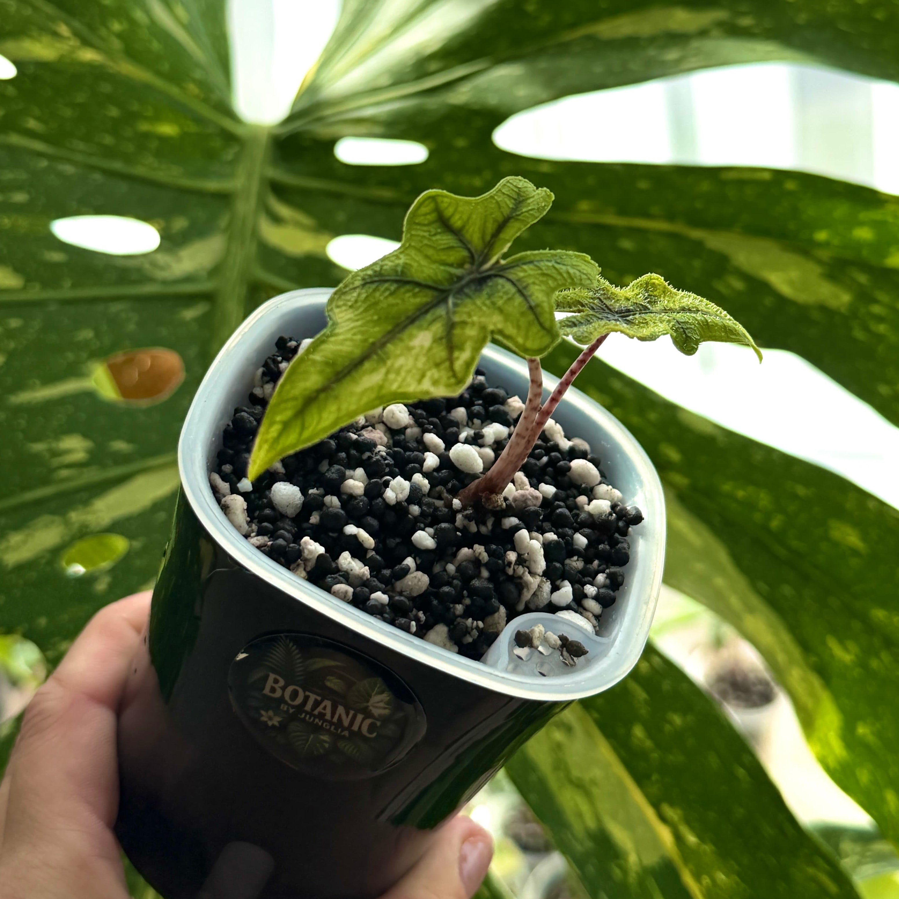 Alocasia Jacklyn Aurea Variegata Schweiz a 
