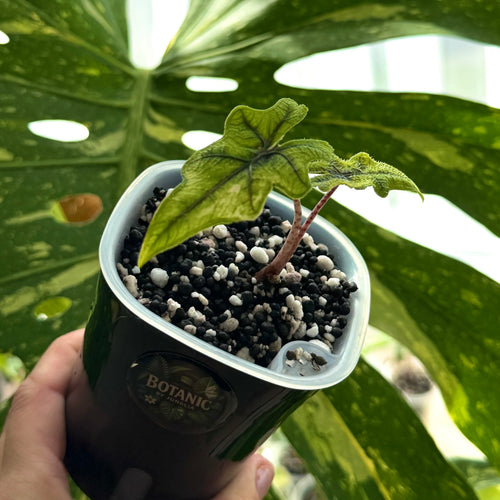 Alocasia Jacklyn Aurea Variegata Schweiz a 
