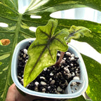 Alocasia Jacklyn Aurea Variegata b