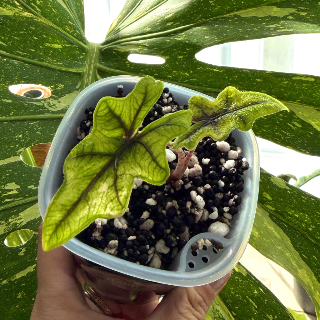 Alocasia Jacklyn Aurea Variegata Schweiz c