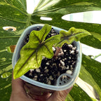Alocasia Jacklyn Aurea Variegata Schweiz c