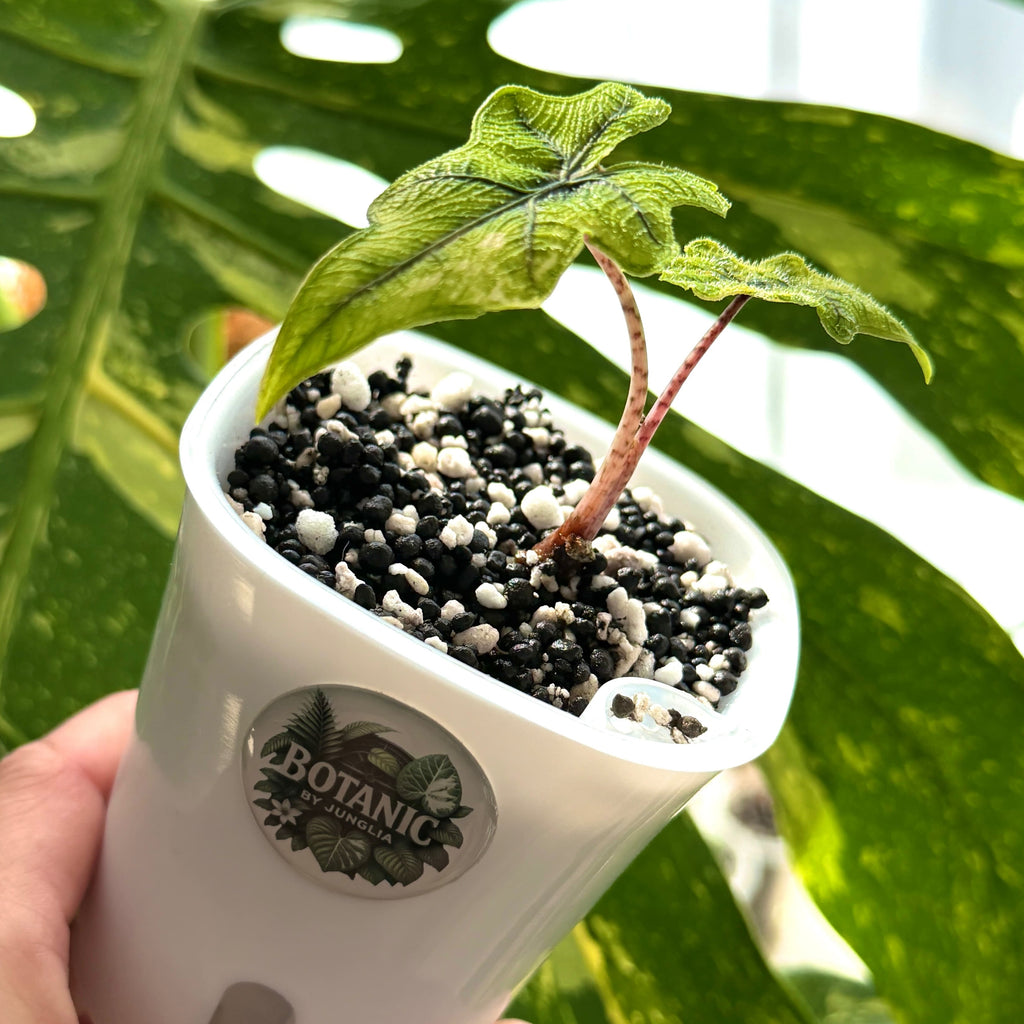 Alocasia Jacklyn Aurea Variegata Schweiz d