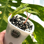 Alocasia Jacklyn Aurea Variegata Schweiz d