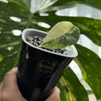 Alocasia Platinum Albo Variegata Schweiz a