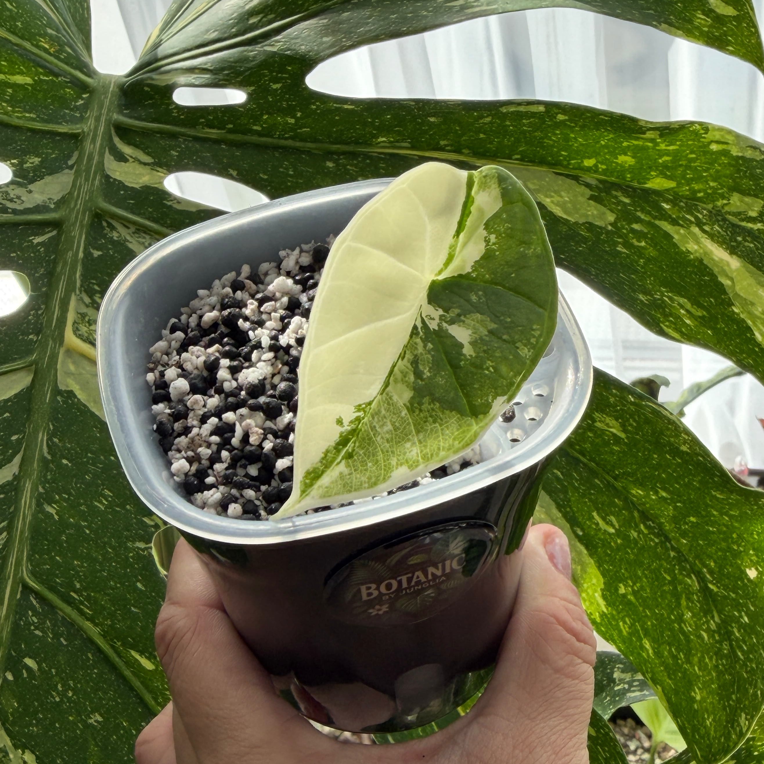monstera pink variegata Buy Alocasia Black Velvet Pink Variegata Switzerland