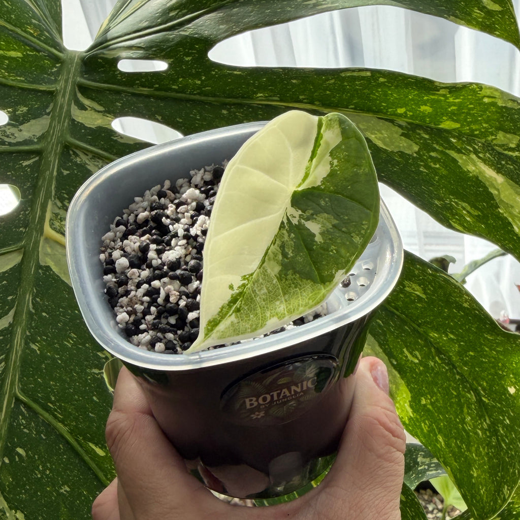 Alocasia Platinum Albo Variegata Schweiz b 