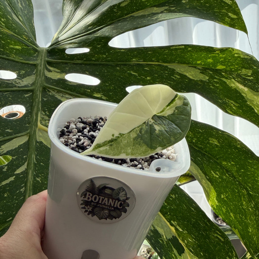Alocasia Platinum Albo Variegata Schweiz c