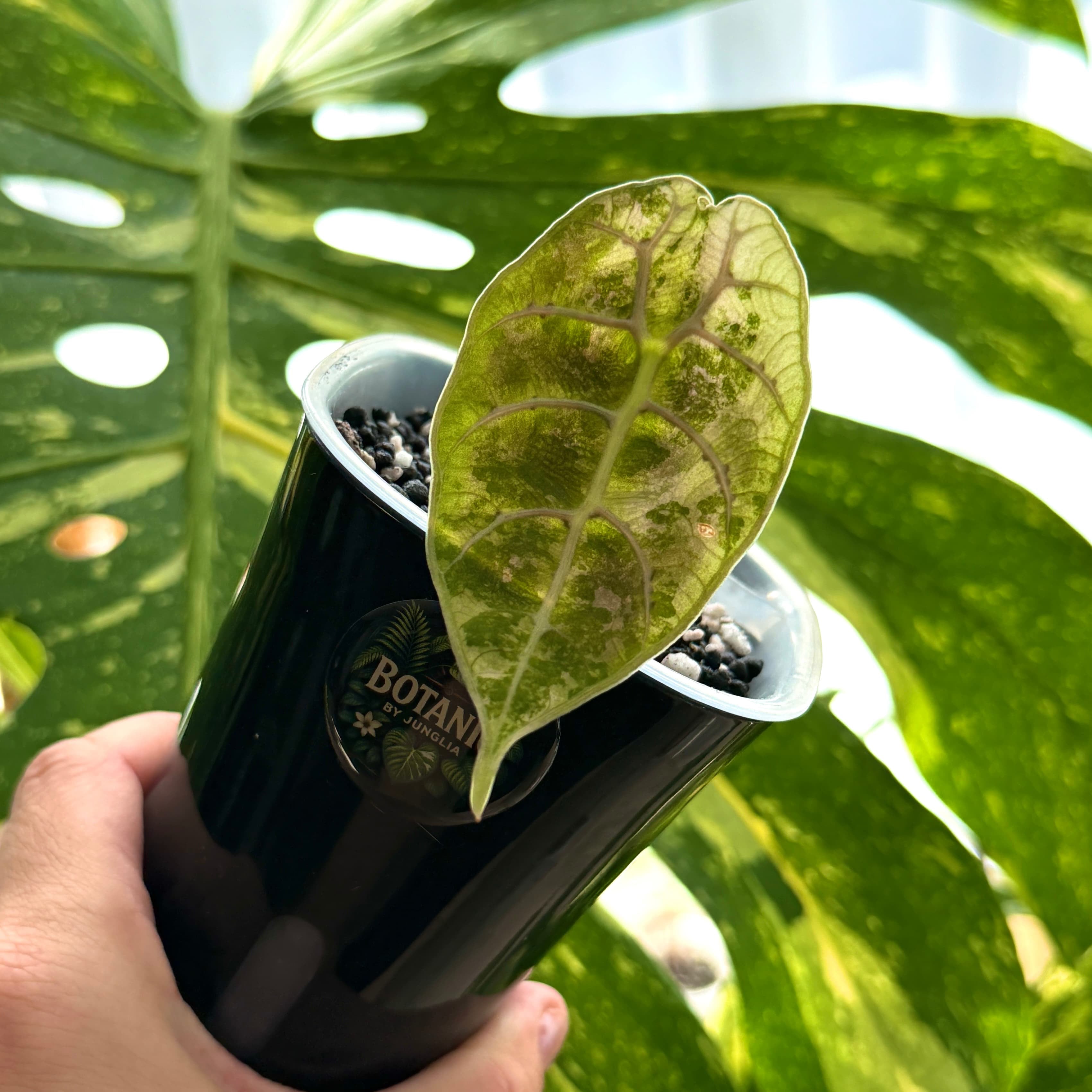 Alocasia Watsoniana Doff-Pink Variegata Schweiz Online a