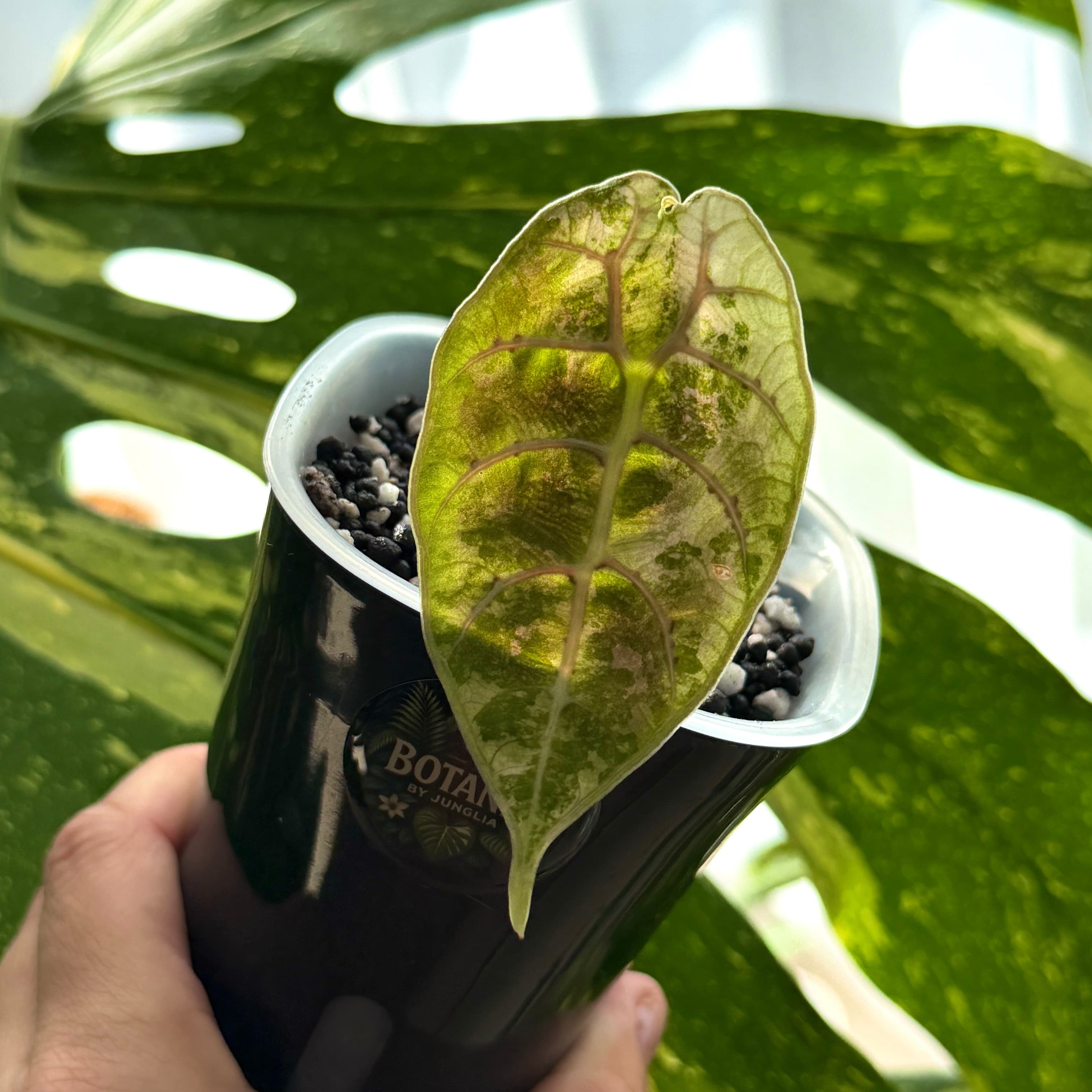 Alocasia Watsoniana Doff Pink Variegata Schweiz Online c 