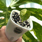 Alocasia Dragon Scale Mint Variegata Schweiz b