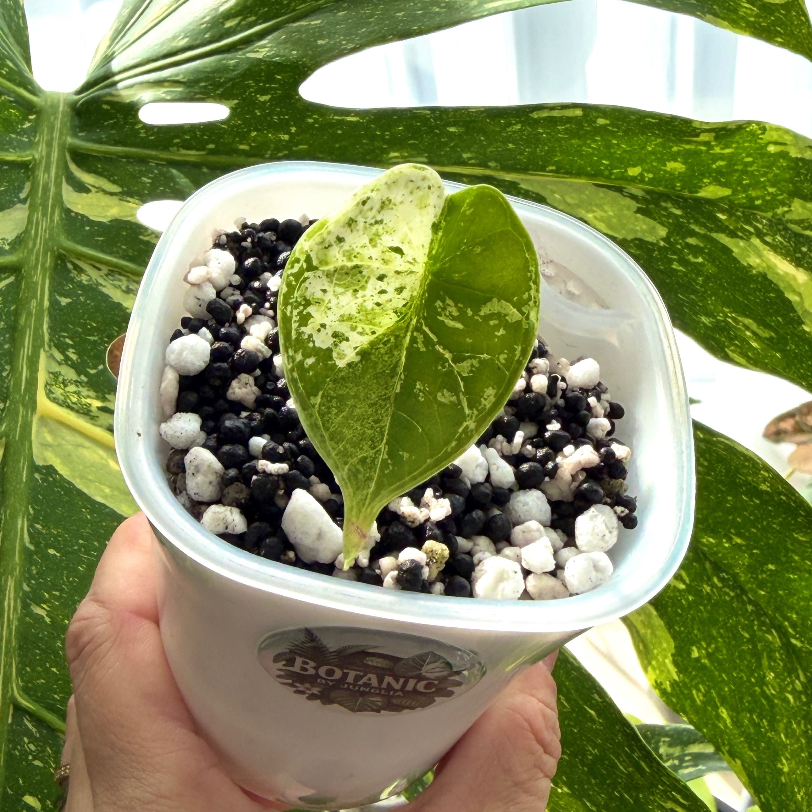 Alocasia Dragon Scale Mint Variegata Schweiz c
