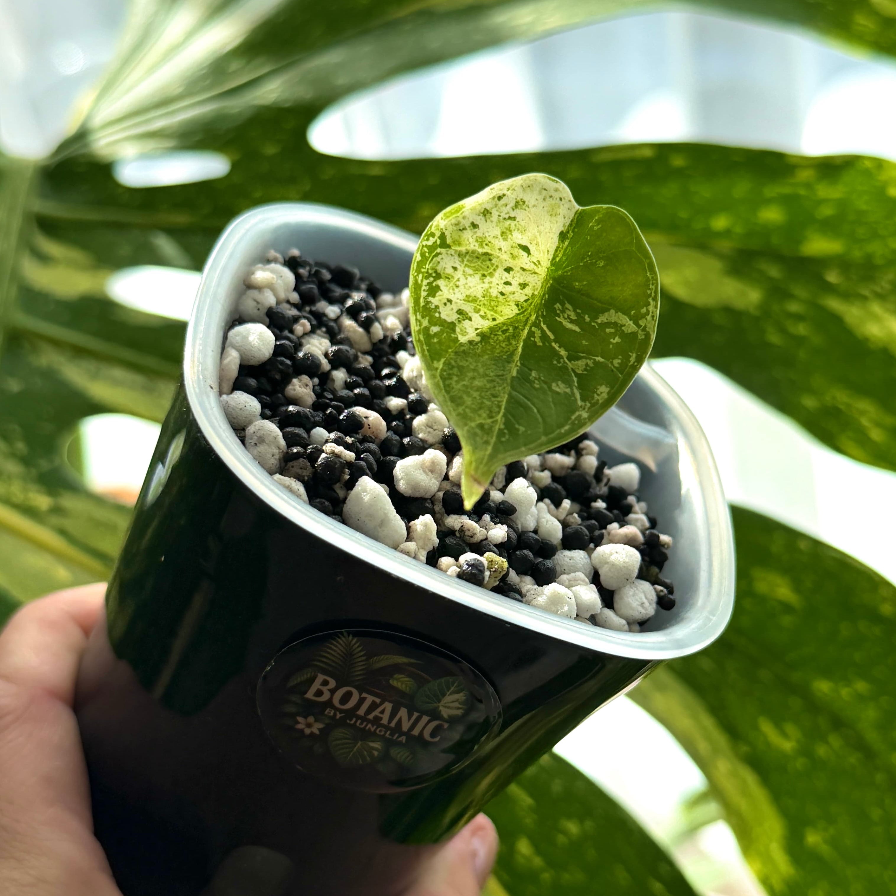 Alocasia Dragon Scale Mint Variegata Schweiz a