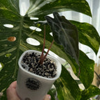 Alocasia Genom Schweiz b