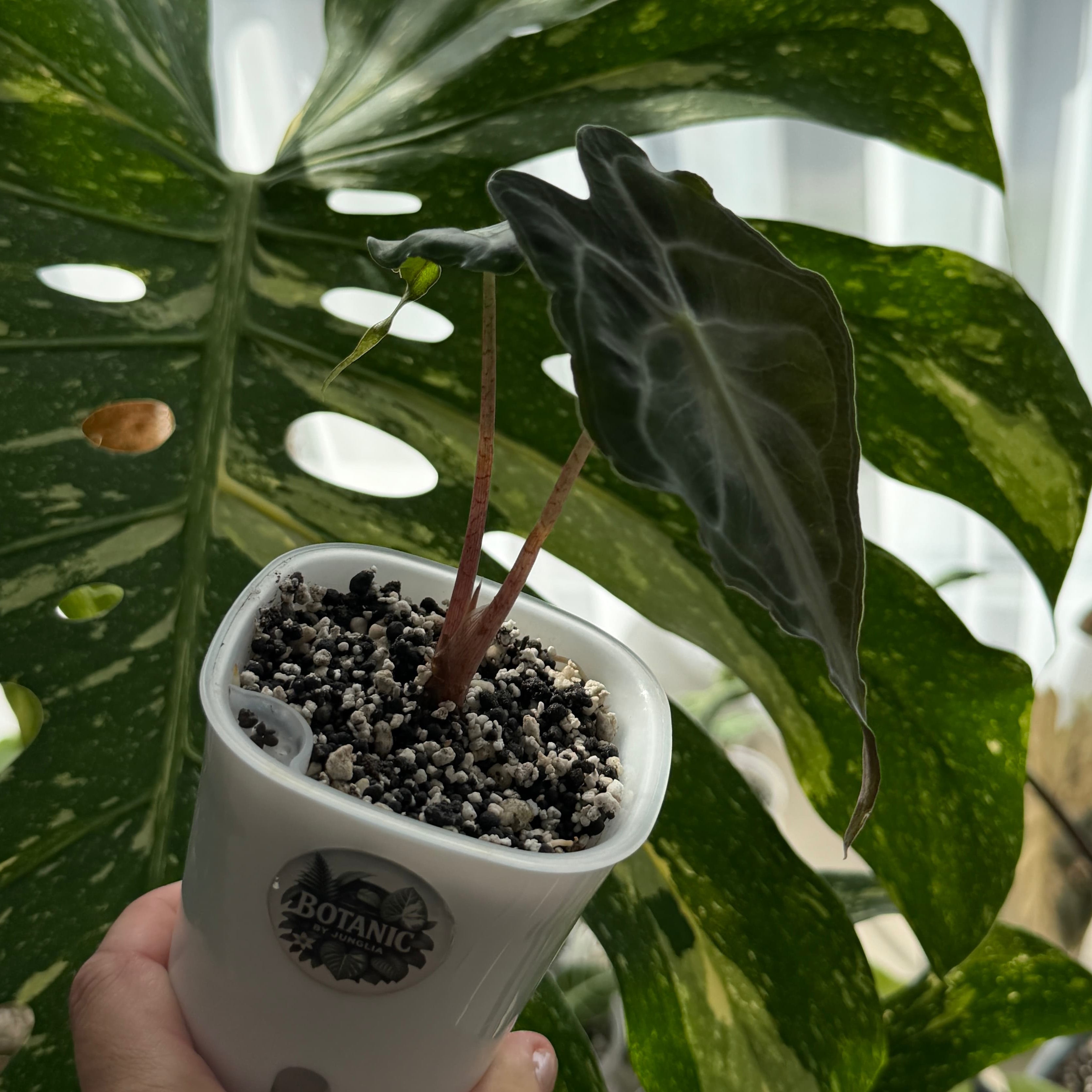Alocasia Genom Schweiz b