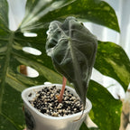 Alocasia Genom Schweiz c