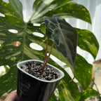 Alocasia Genom Schweiz a