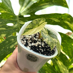 Alocasiua Silver Dragon Albo Variegata nr.2 Schweiz b 