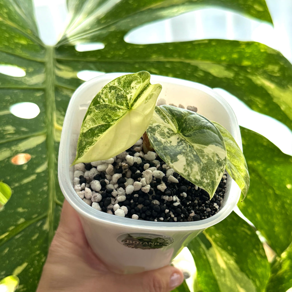 Alocasia Silver Dragon Albo Variegata nr.2 Schweiz c