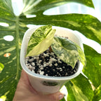 Alocasia Silver Dragon Albo Variegata nr.2 Schweiz c