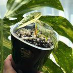 Alocasia Silver Dragon Albo Variegata nr.2 Schweiz a