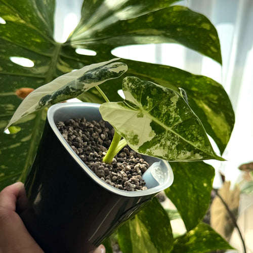 Alocasia Frydek Albo Variegata Schweiz a