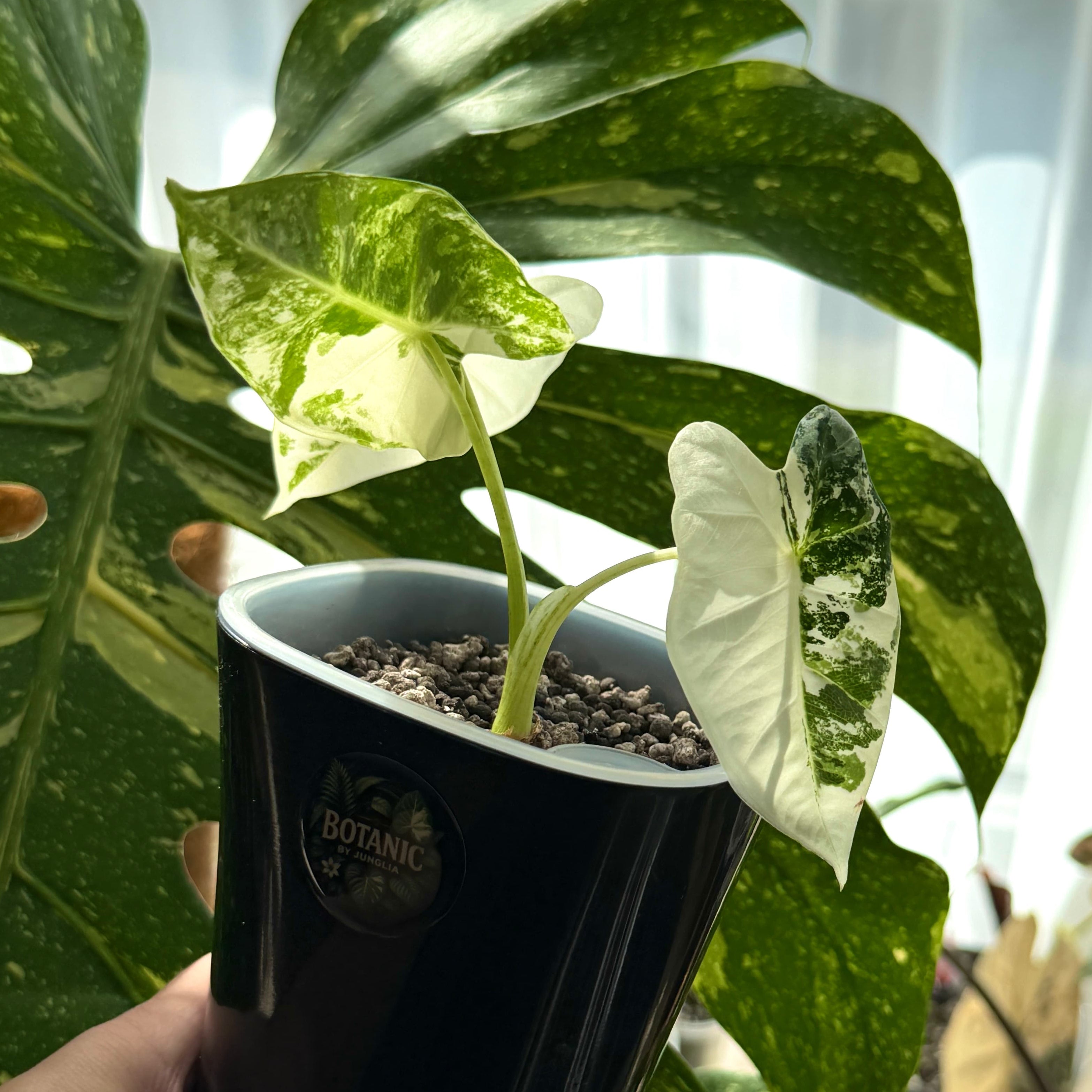 Alocasia Frydek Albo Variegata Schweiz b