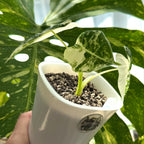 Alocasia Frydek Albo Variegata Schweiz c