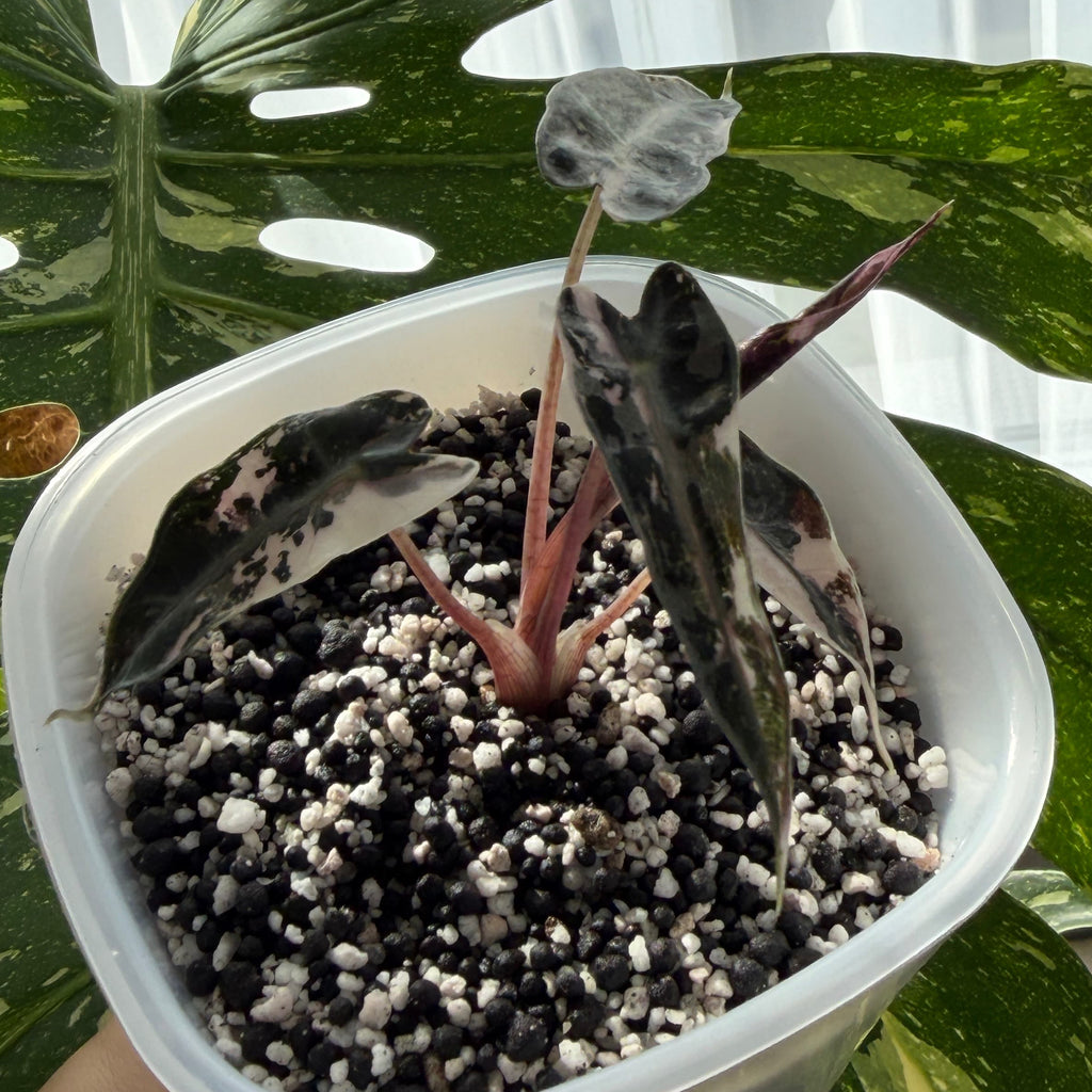 Alocasia Bambino Pink Variegata Schweiz