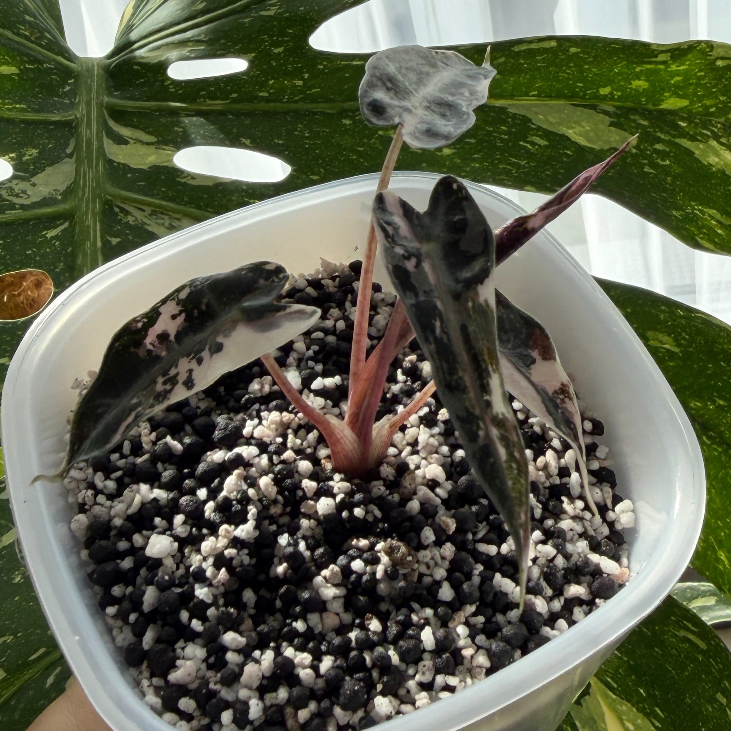Alocasia Bambino Pink Variegata Schweiz