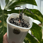 Alocasia Bambino Pink Variegata Schweiz Kaufen