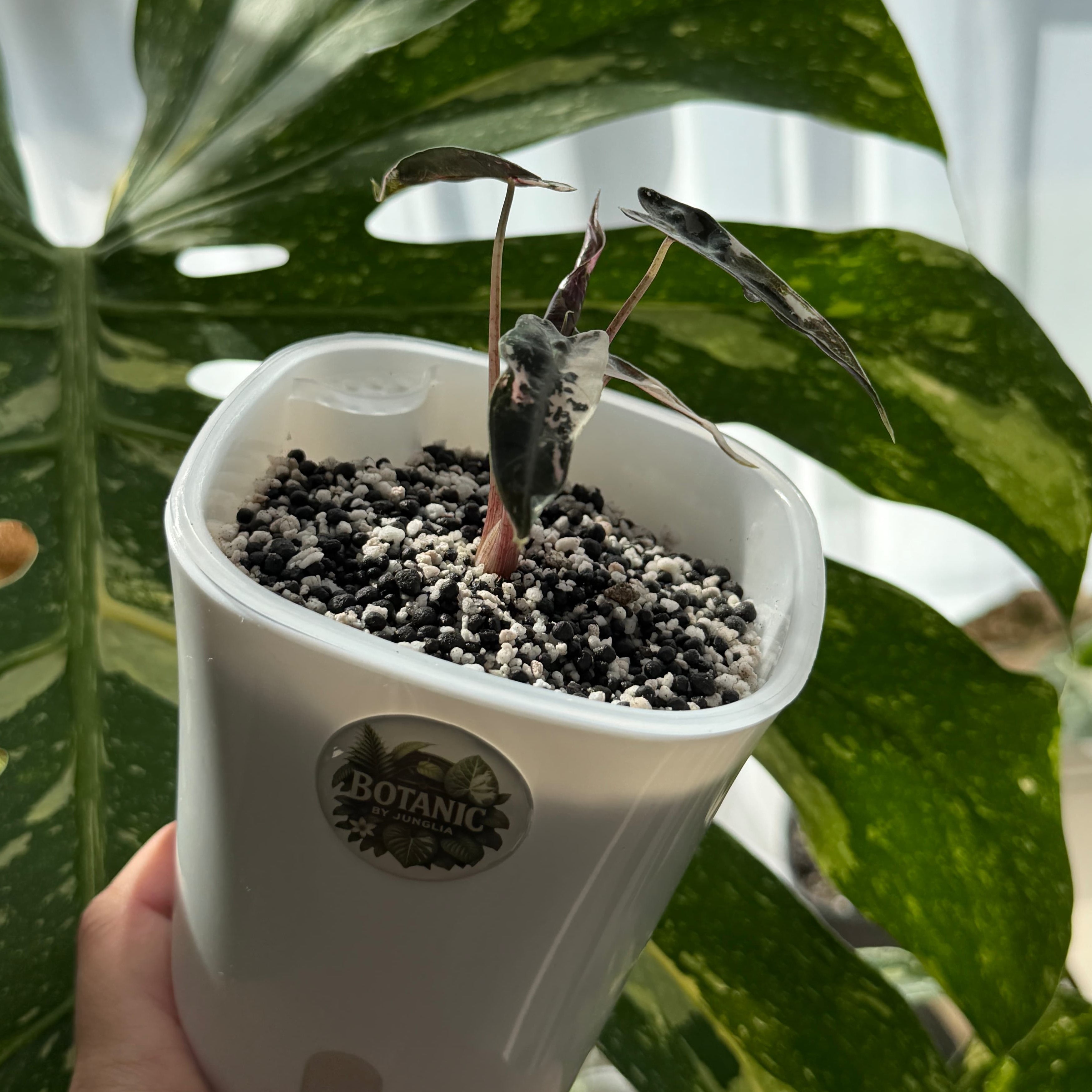 Alocasia Bambino Pink Variegata Schweiz Kaufen