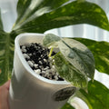 Alocasia Silver Dragon Albo Variegete nr.1 Schweiz