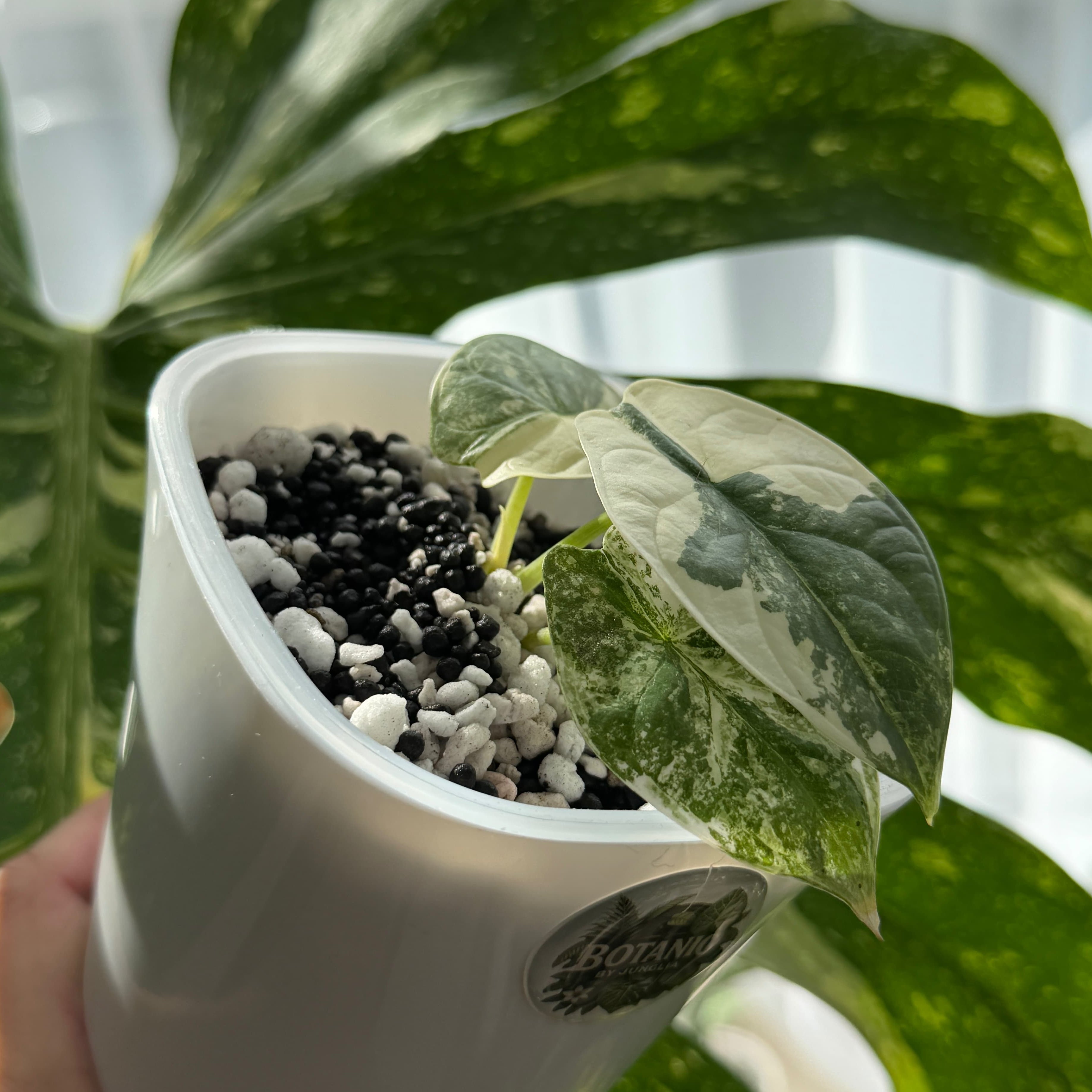 Alocasia Silver Dragon Albo Variegete nr.1 Schweiz