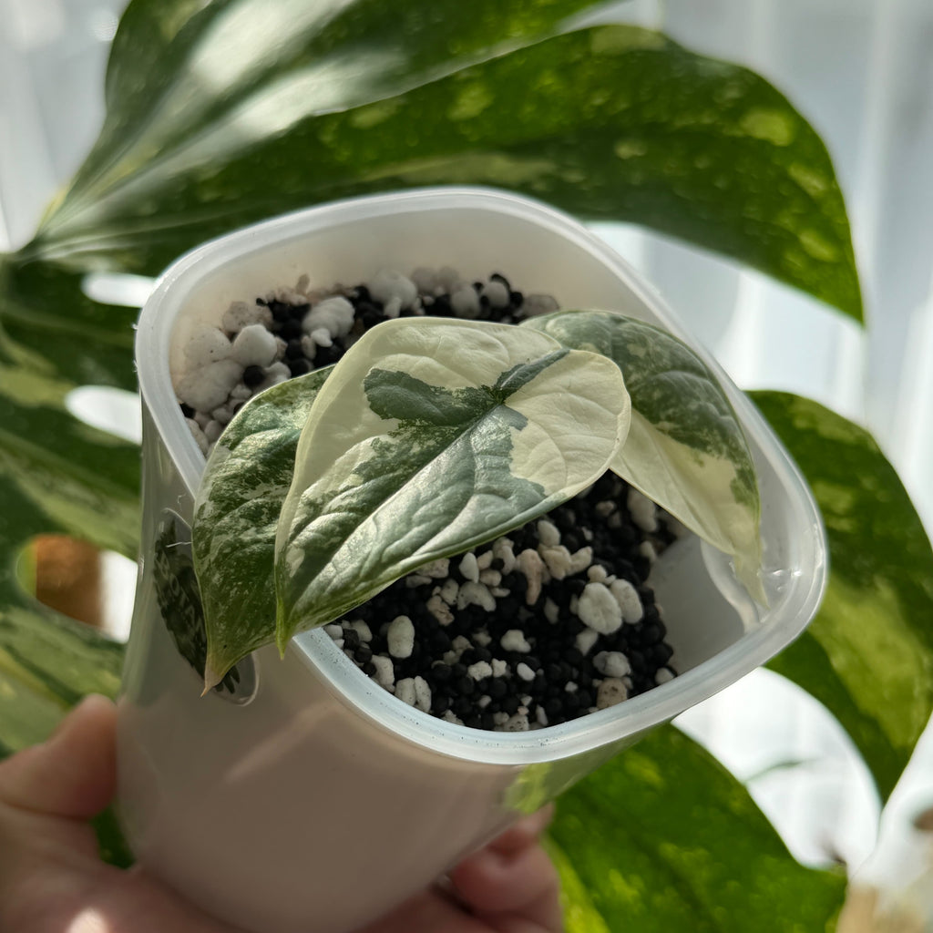 Alocasia Siler Dragon Albo Variegata nr.1 Schweiz b