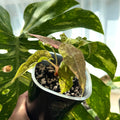 Alocasia Amazonica Tricolor Variegata Schweiz a